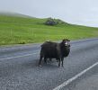 PICTURES/Heimaey Island Critters/t_20260604_142328.jpg